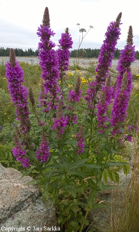 Lythrum salicaria, pohjanrantakukka